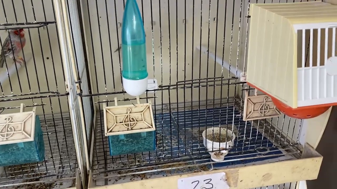 Early March 2025 breeding season