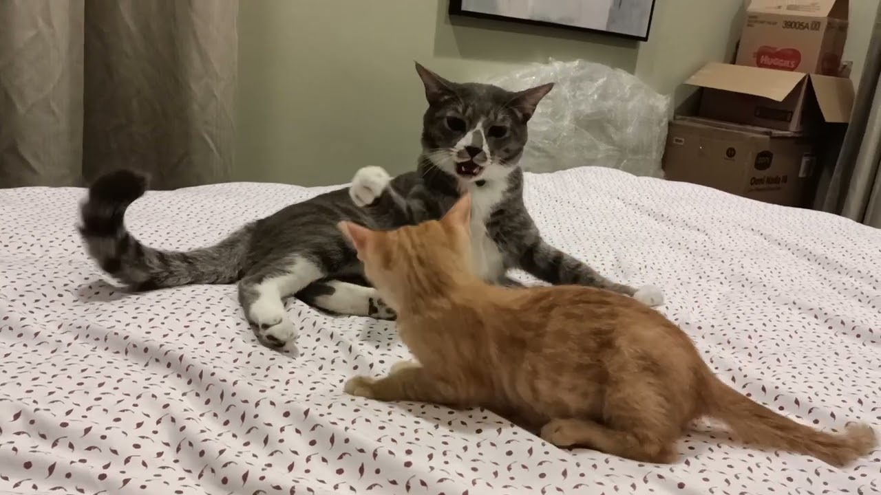 Cassius vs Louie🐈