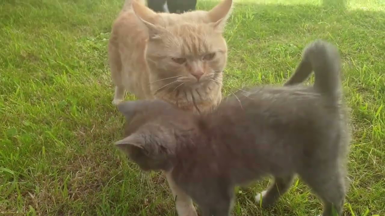 From Wild Hunters to Couch Kings: The Epic Evolution of Cats!