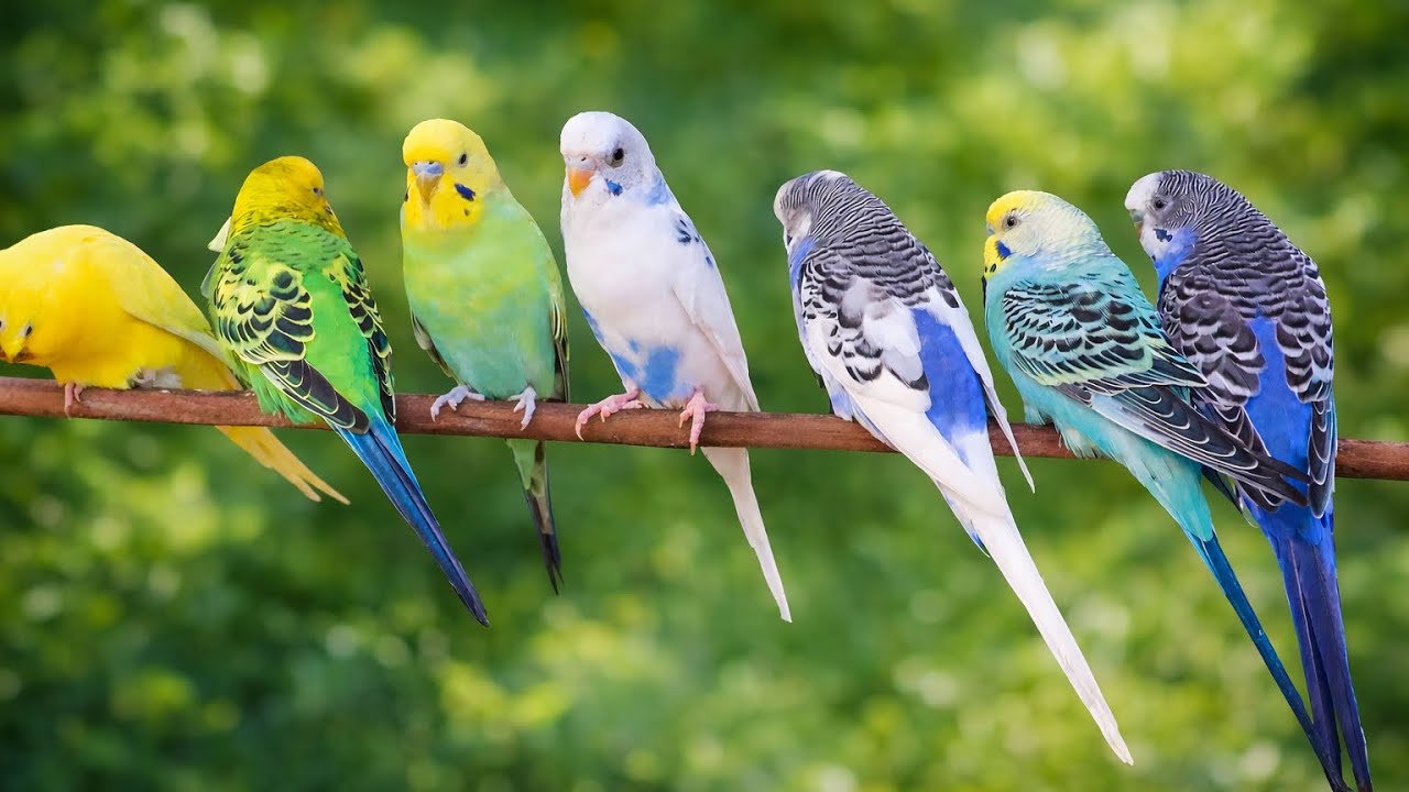 4 Hour Budgie Sounds for Lonely Budgies