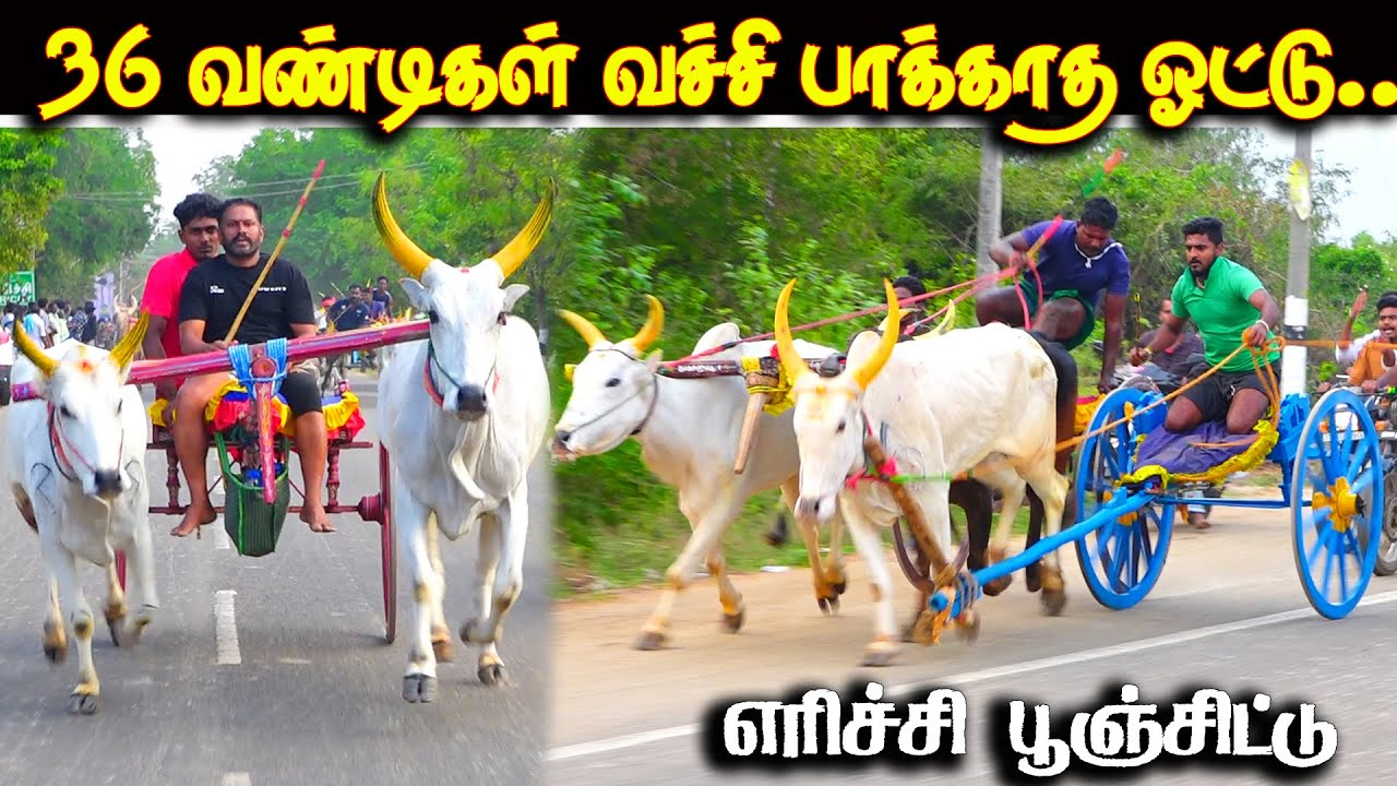 எரிச்சி பூஞ்சிட்டு  2 பந்தயம் 01.02.2026 #amutham_studio