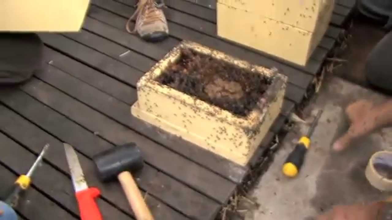 Australian Stingless Bees in Inner City Sydney