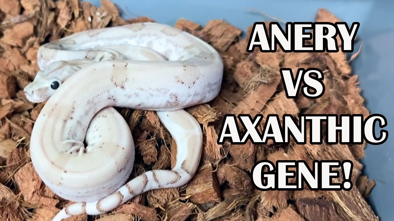 AXANTHIC vs ANERY GENE: WHAT'S THE DIFFERENCE?
