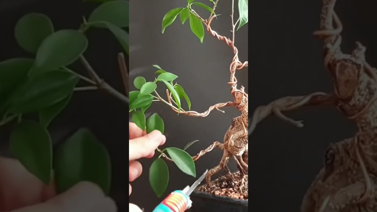 Pruning ficus bonsai #ficus #bonsai #pruningbonsai