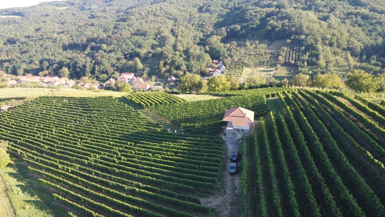 Vinarija Milosavljević - Vino i vinogradarstvo