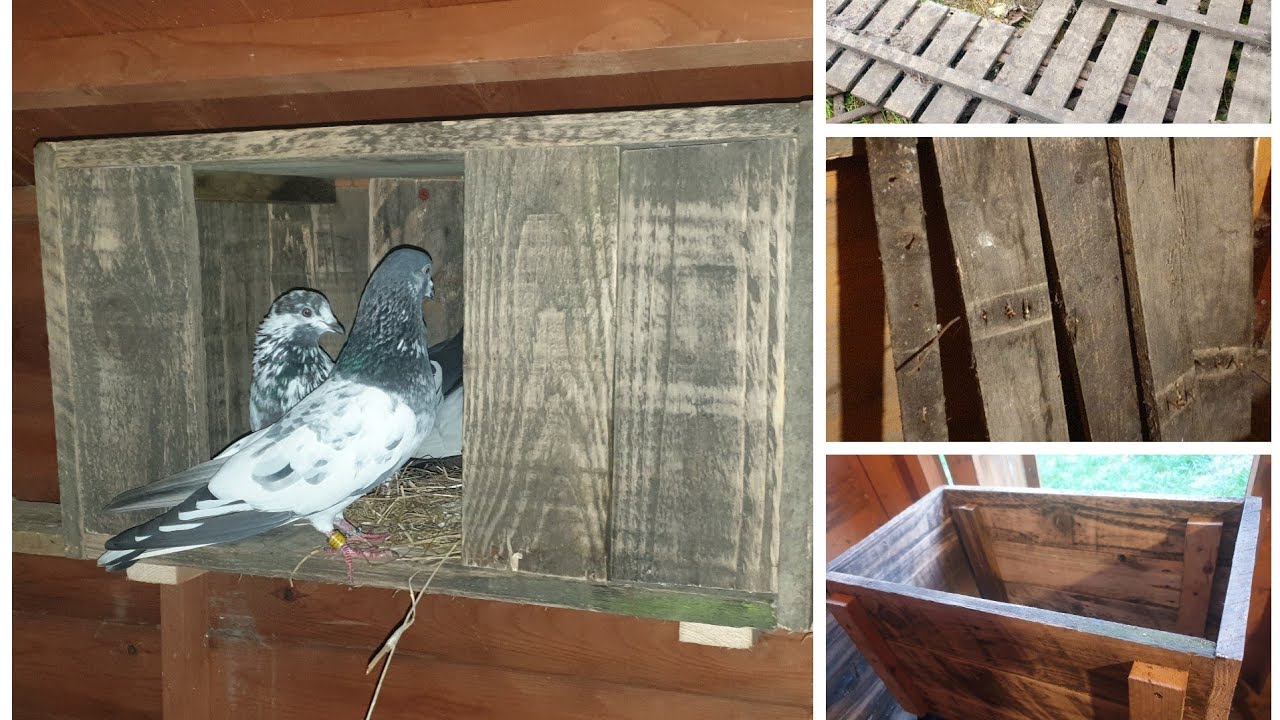 Basic pigeon nest box build