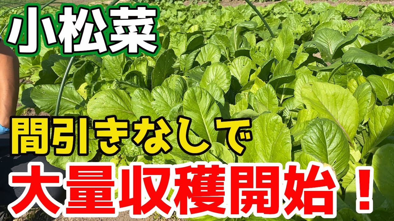 【小松菜】間引きなしで育てたらとんでもないことになりました。【家庭菜園】