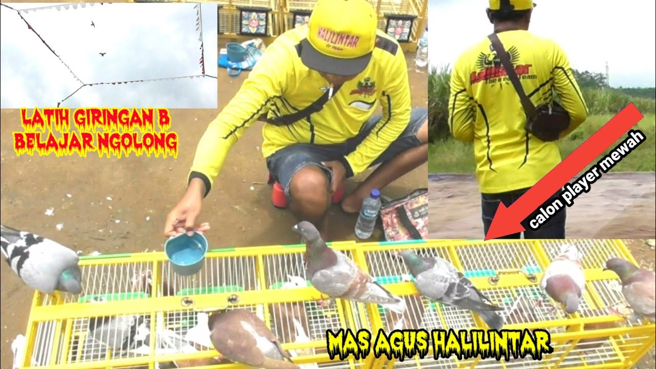 ❤️MAS AGUS HALILINTAR LATIH GIRINGAN B PIYIK BELAJAR NGOLONG‼️CALON PLAYER MEWAH