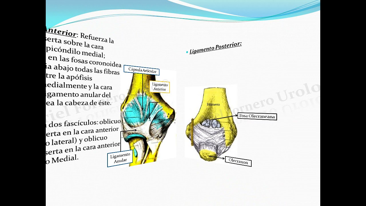 Articulación del Codo