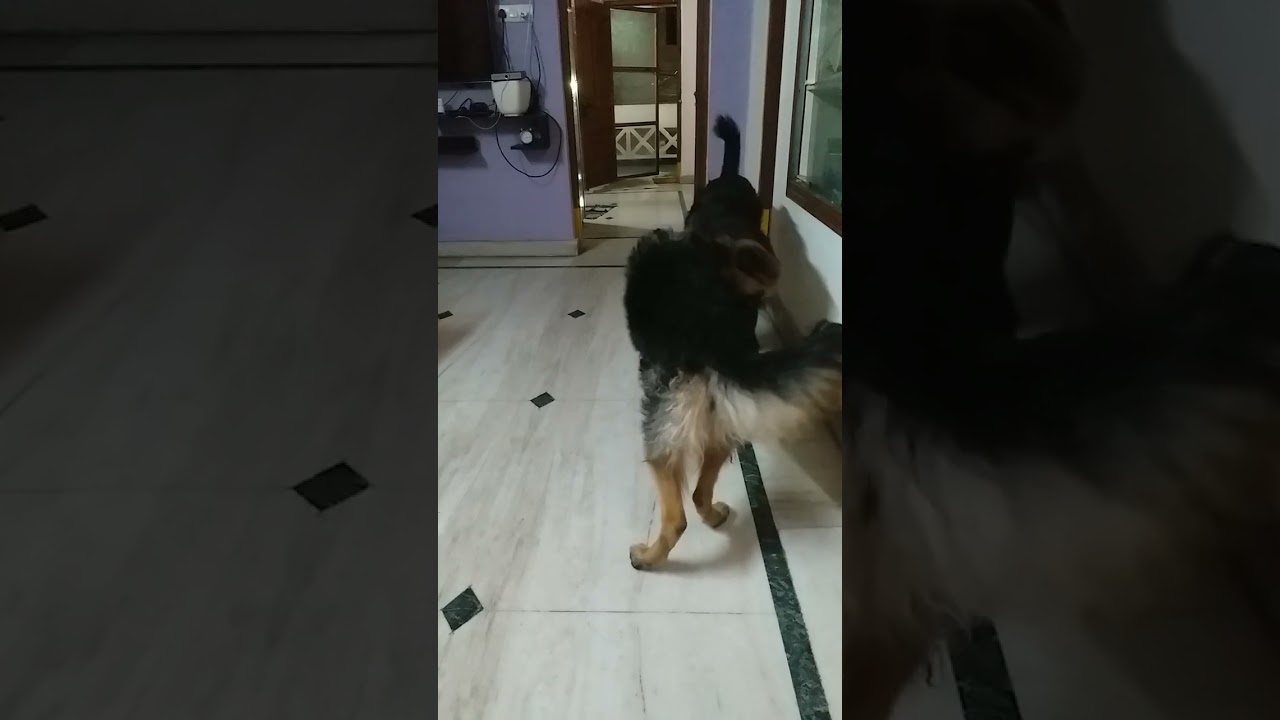 Racing chasing