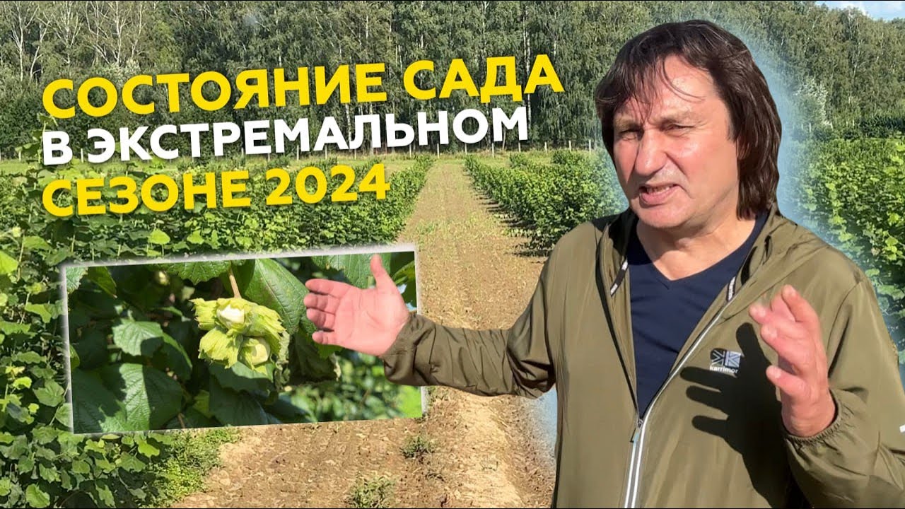 СОСТОЯНИЕ САДА FundukEco В ЭКСТРЕМАЛЬНОМ СЕЗОНЕ 2024