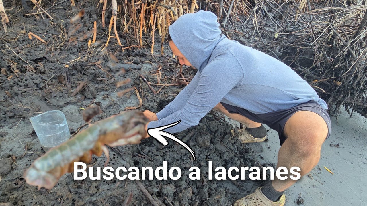 🛑En busca de a lacranes de mar 😲(:AVENTURAS INTIPUQUEÑAS 503:)