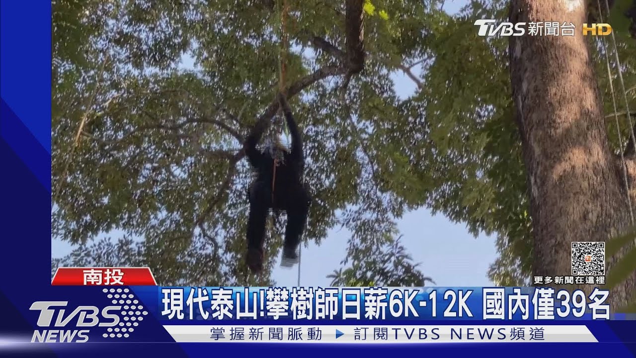 現代泰山! 攀樹師日薪6K-12K 國內僅39名｜TVBS新聞 @TVBSNEWS01