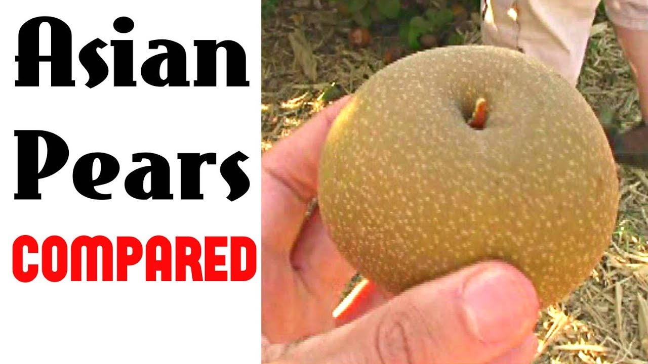Asian Pear Comparison - Weird Fruit Explorer Ep. 254
