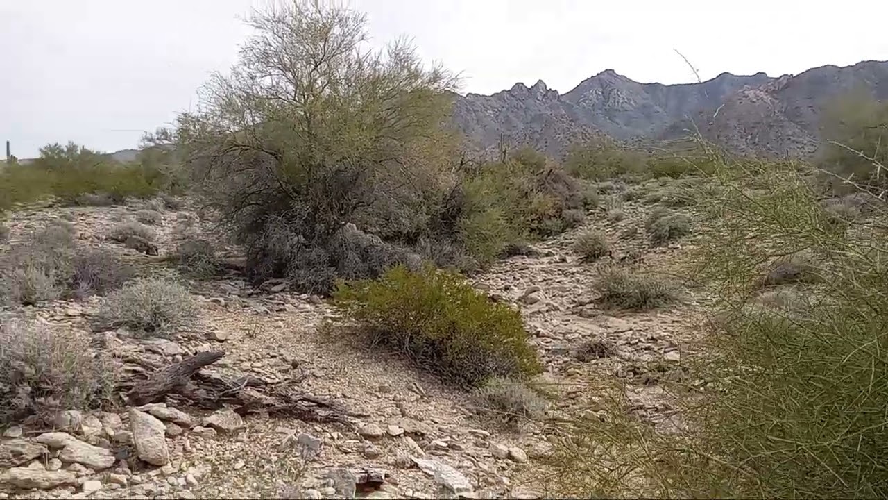Trying to call in coyote in Arizona 