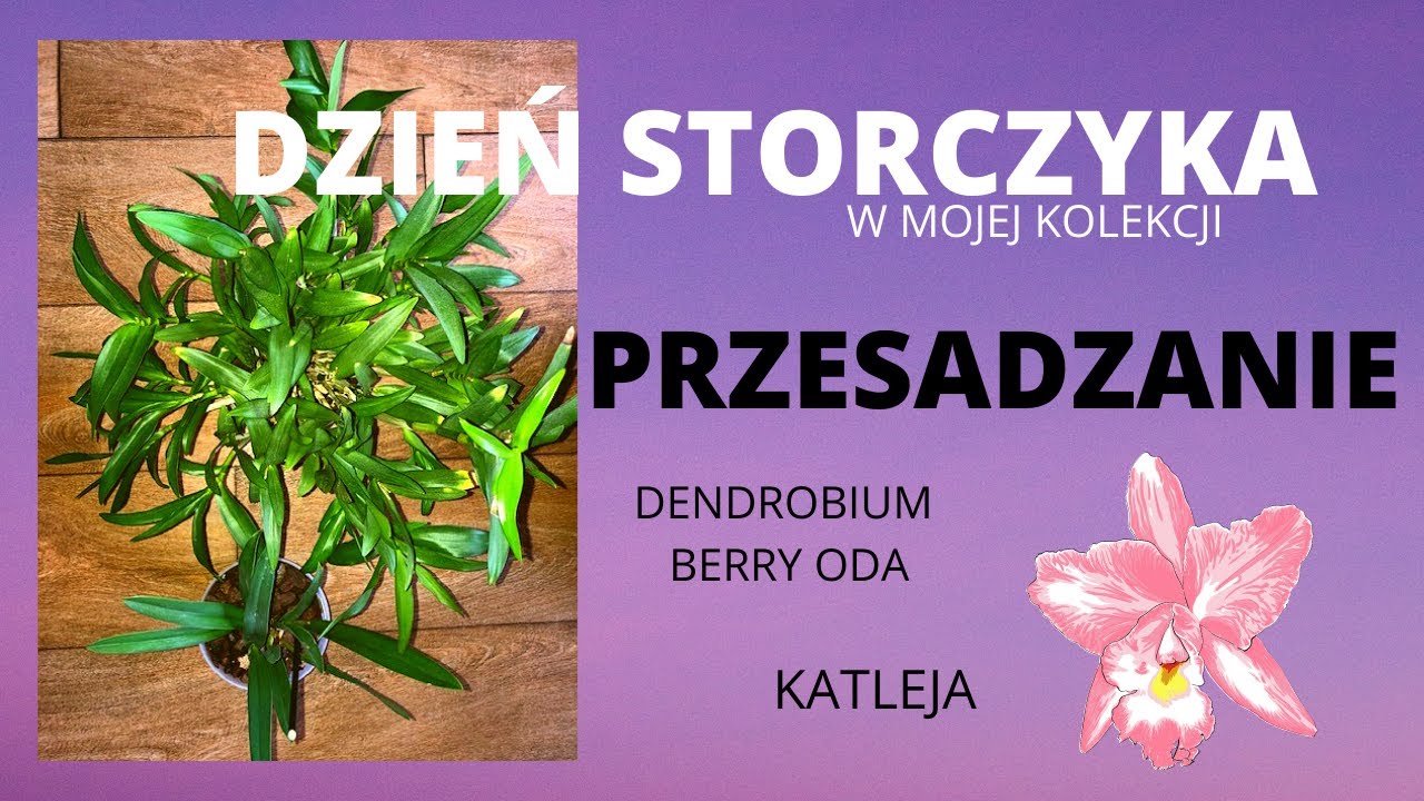 Przesadzanie storczyka Dendrobium Berry Oda i  Katleji (krok po kroku).