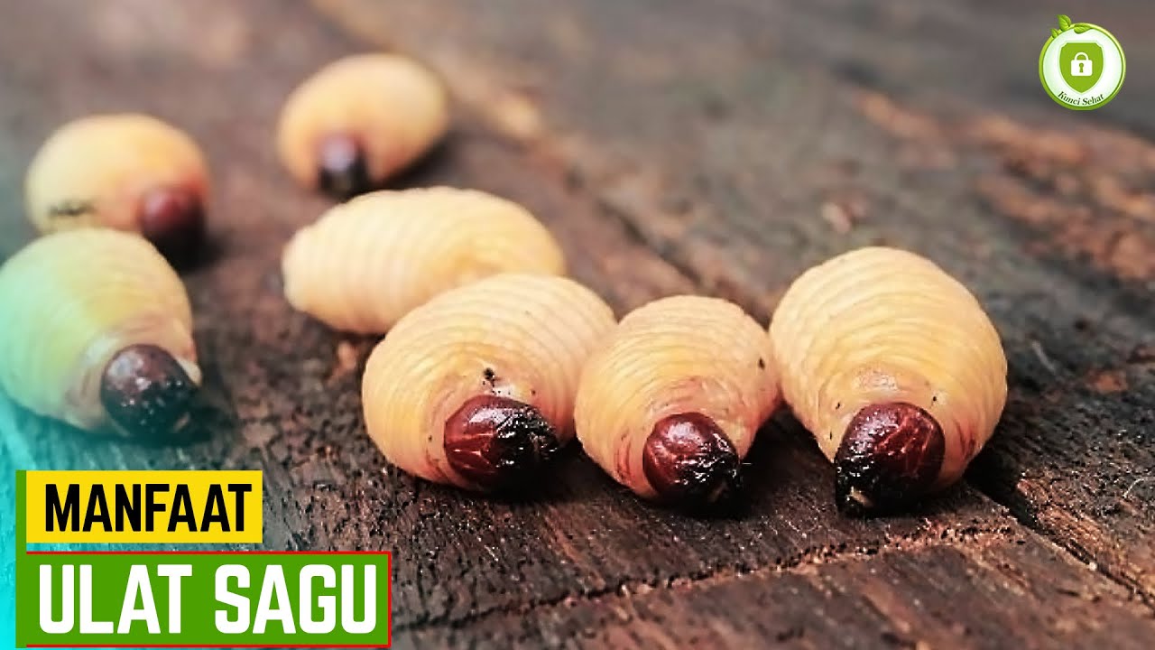 KAYA PROTEIN, 9 MANFAAT ULAT SAGU BAGI KESEHATAN