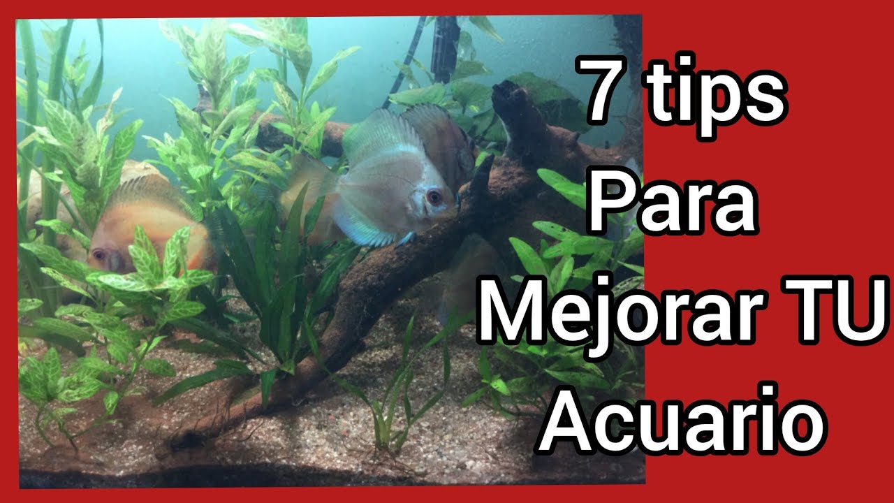 El truco definitivo para un acuario saludable