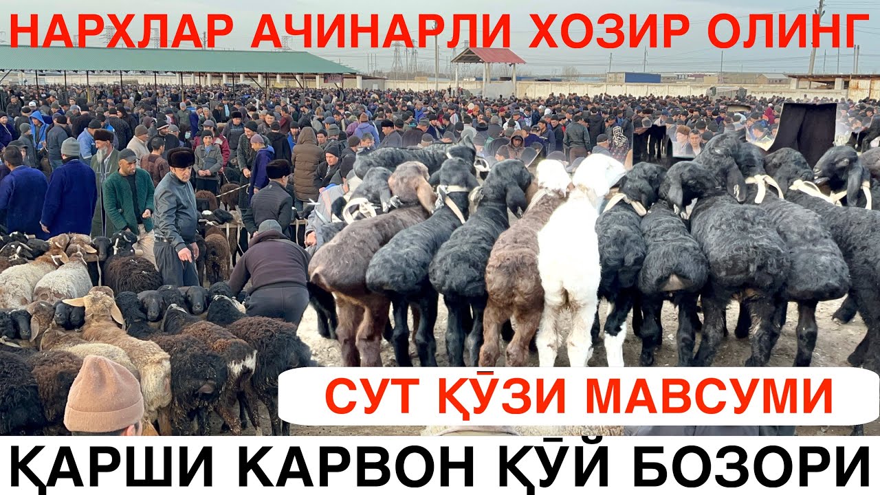 ЁМҒИРДАН СӮНГ НАРХЛАР АЧИНАРЛИ. ҚӮЙ, ҚӮЧҚОР ВА СУТ ҚӮЗИ НАРХЛАРИ. ҚАШҚАДАРЁ ҚАРШИ 15-ФЕВРАЛ 2026-Й