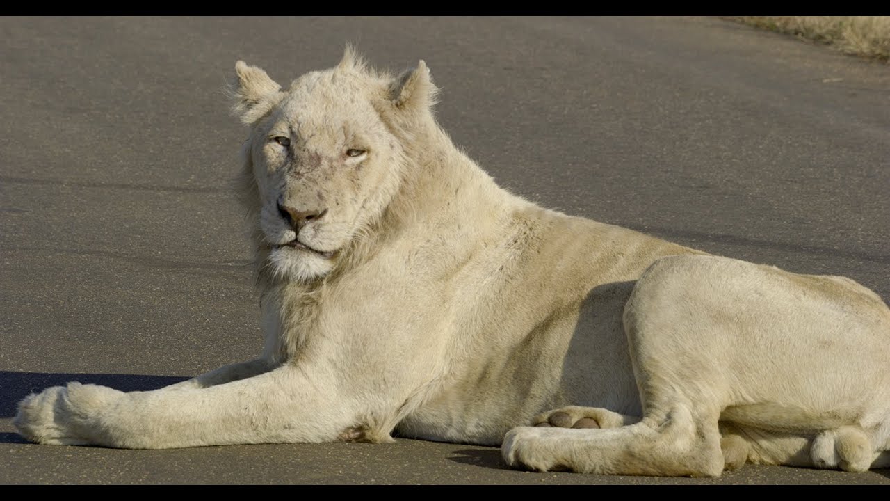 A Rare White Lion in Kruger National Park - Casper!