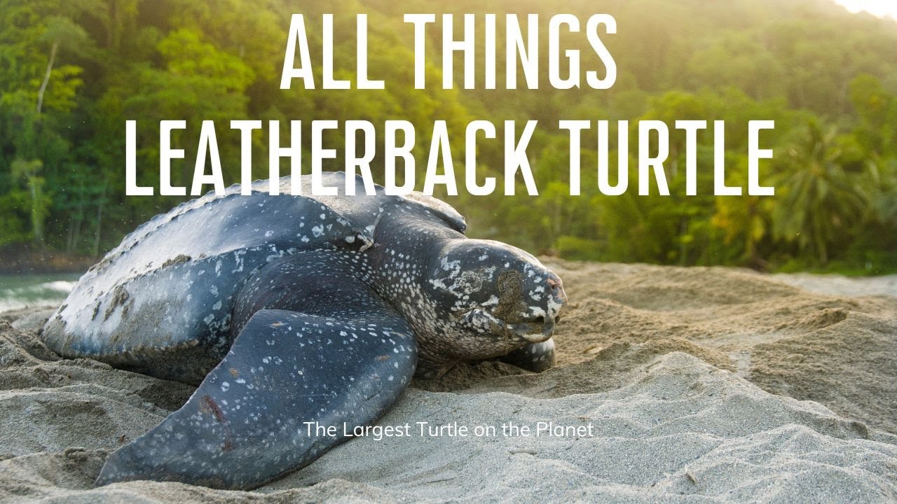 All Things Leatherback Turtle - The Largest Turtle in the World With the Scariest Throat