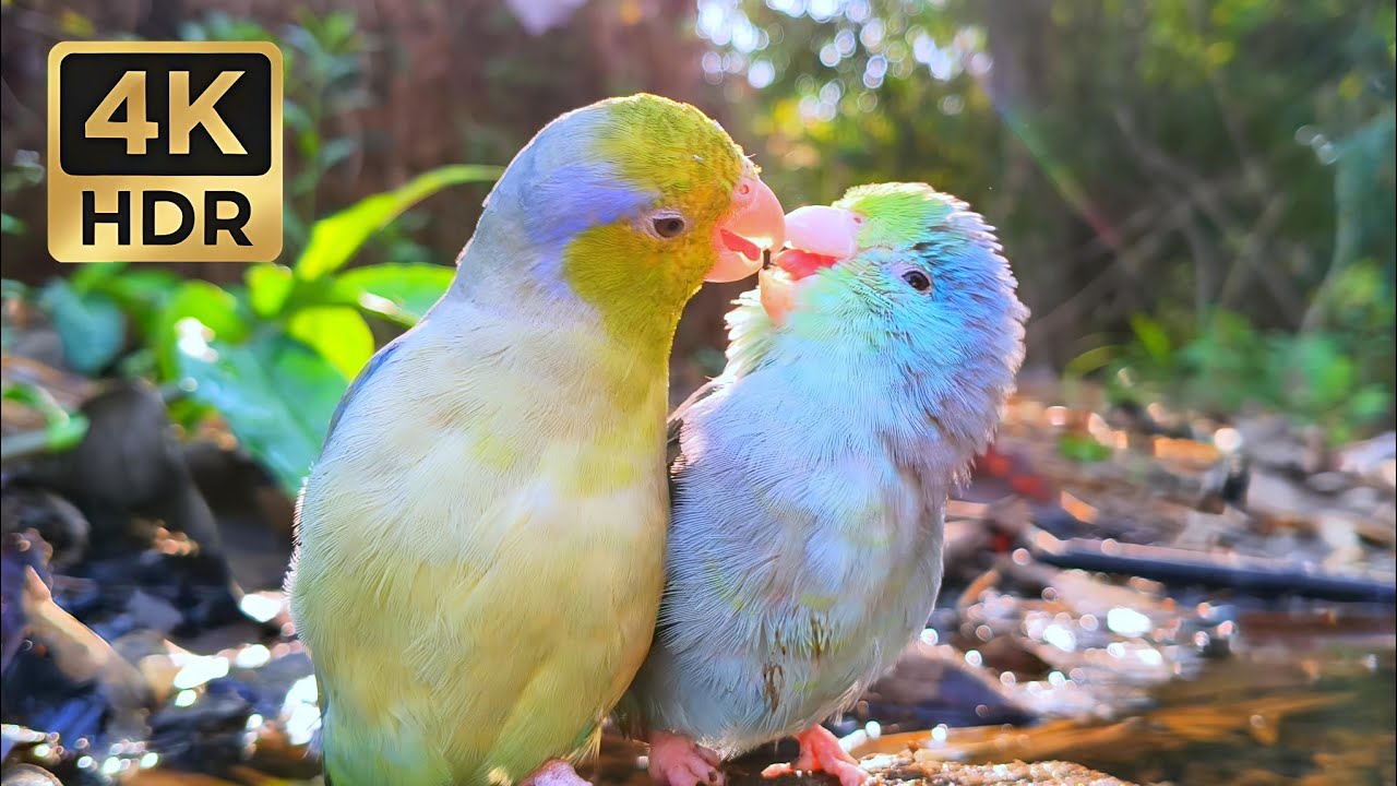 Sweet Love Moments of Pacific Parrotlets • 1 Hour Relaxing Nature Sounds