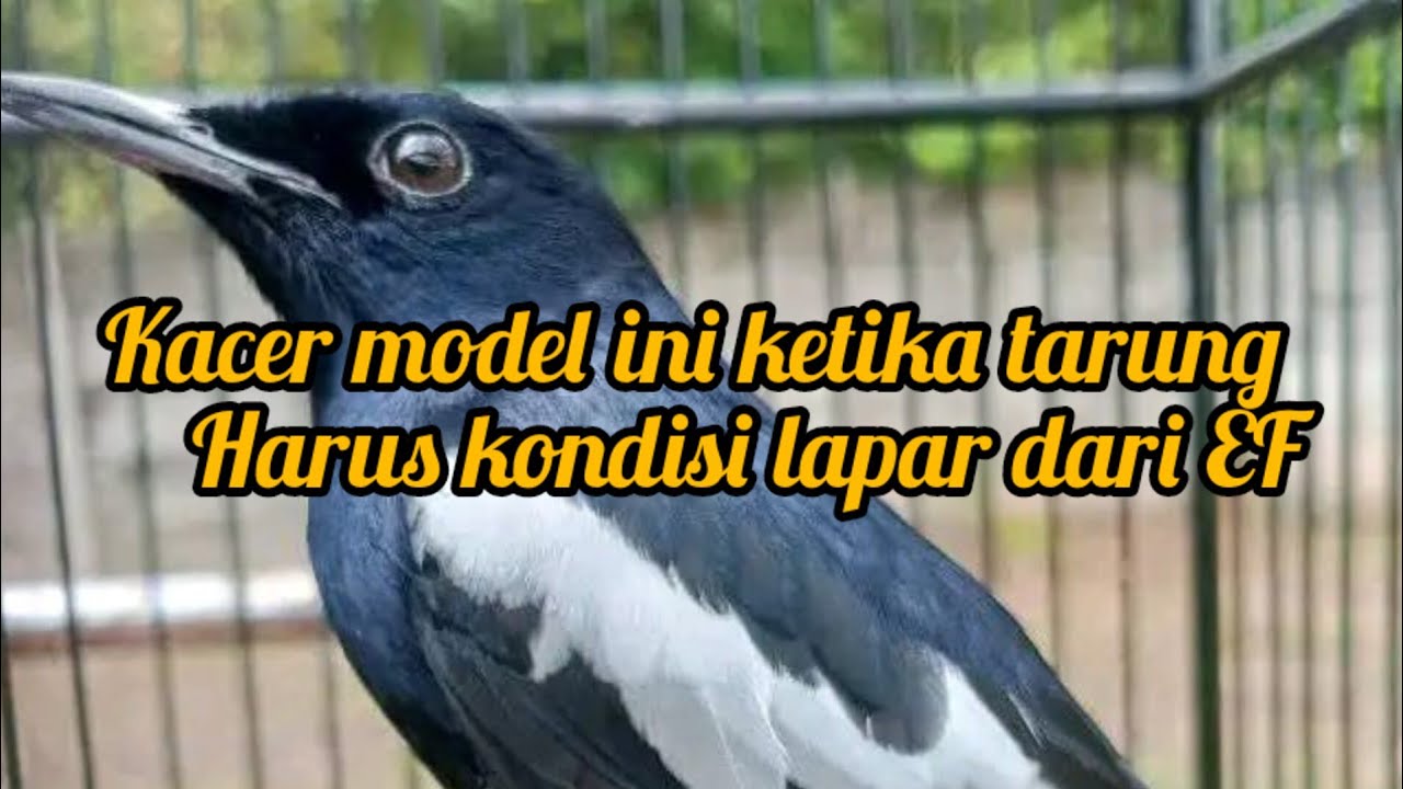 Kacer birahi dangkal harus lapar