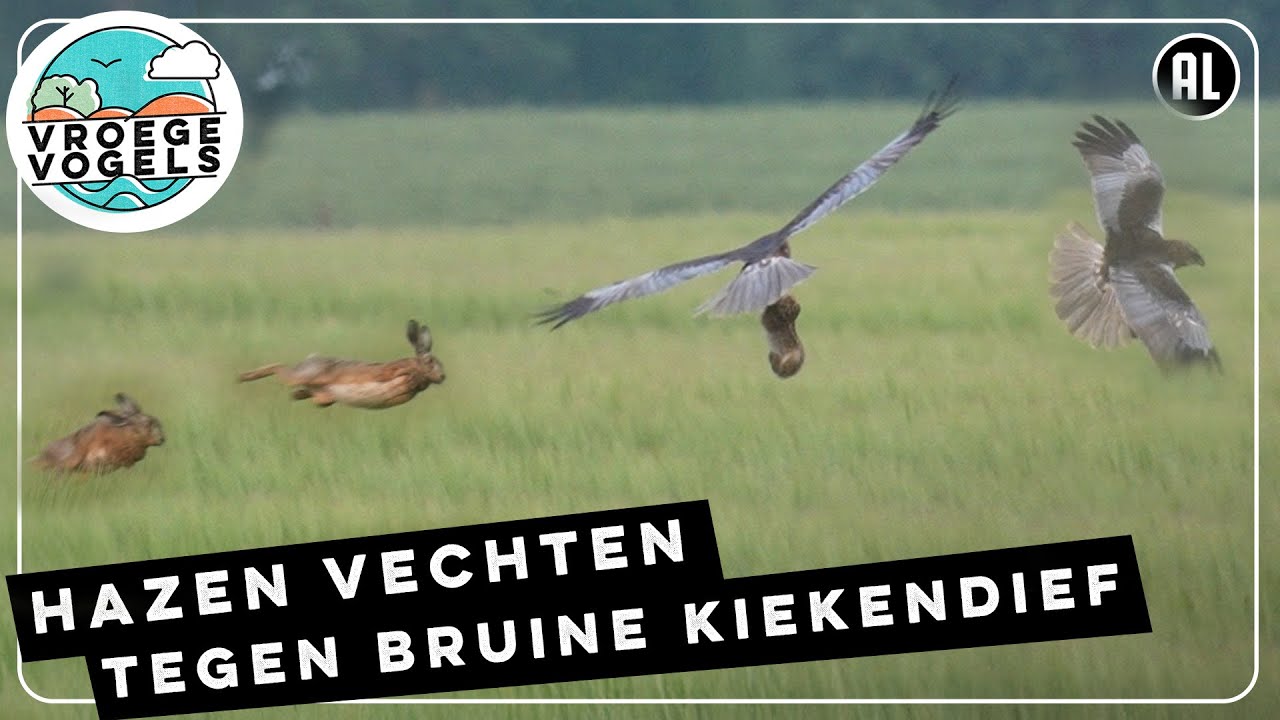 Hazen vechten tegen bruine kiekendief die jong te pakken heeft | Zelf Geschoten | Vroege Vogels