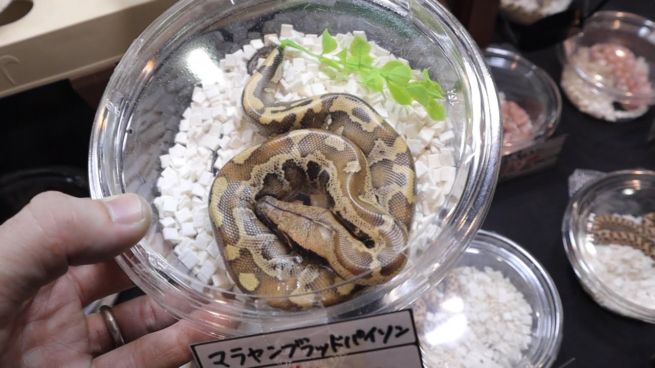 日本一の爬虫類イベントが最高すぎた！