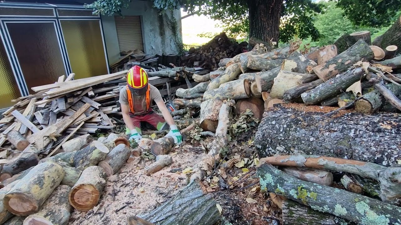 Sycamore cutting with Husqvarna 550xp MkII.