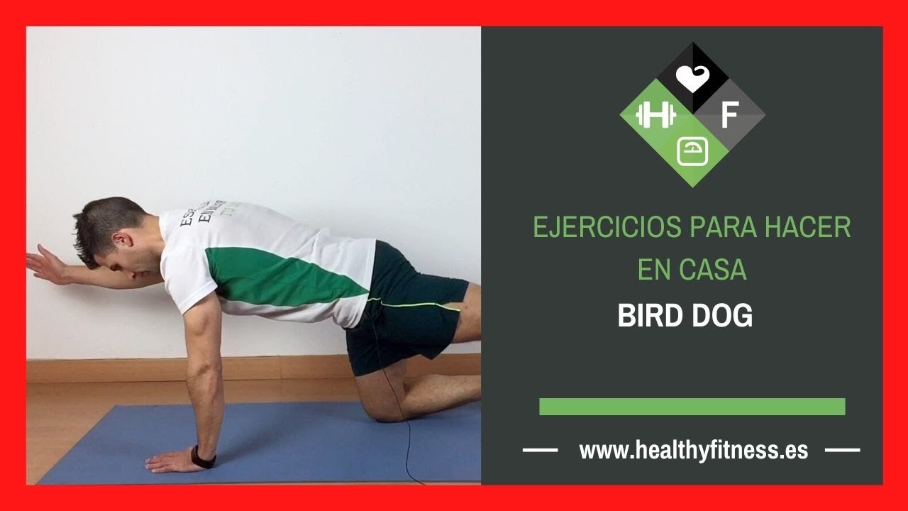 BIRD DOG 💪 (ejercicio para ABDOMINALES) ✅ en ISOMÉTRICO y DINÁMICO
