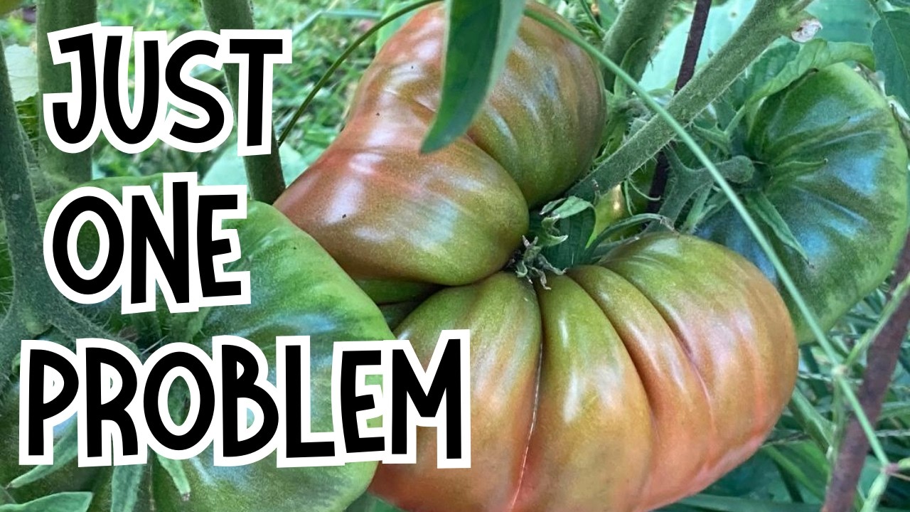 Growing Tomatoes: What I hate about BLACK KRIM Tomatoes | Catfacing tomato issues | #tomato #garden