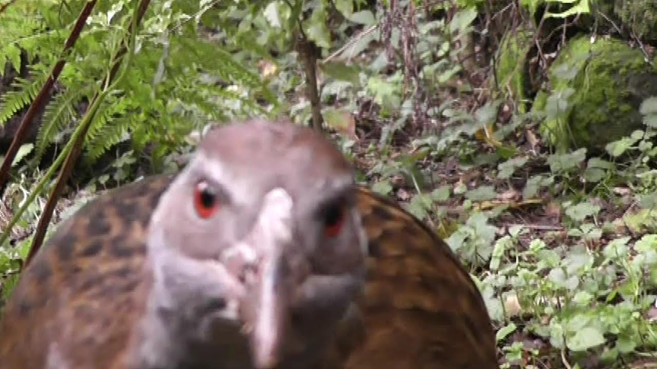 Weka Vs. Camera (Another Flightless New Zealand Bird)