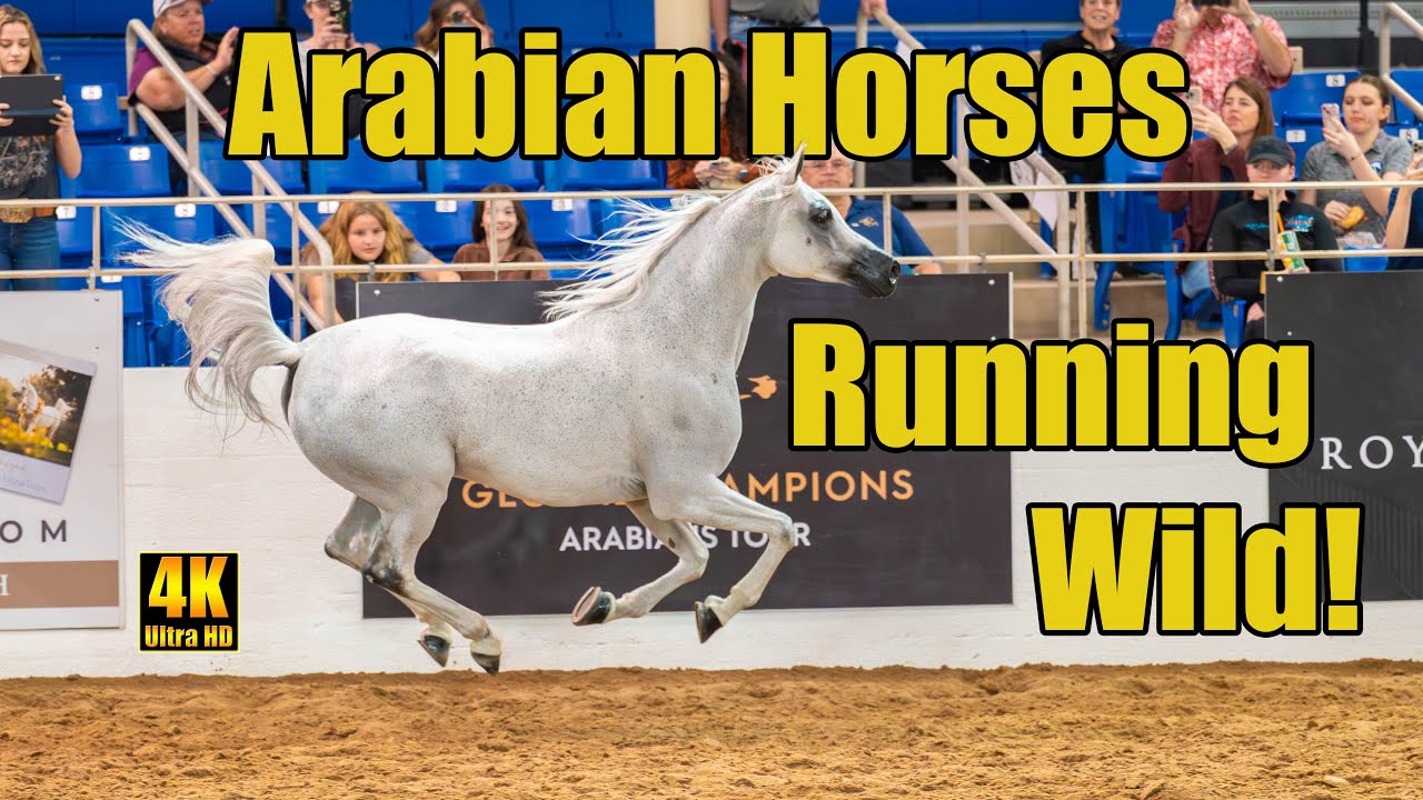 Scottsdale Arabian Horse Show Liberty Run Finals!