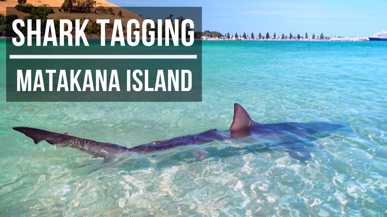 SHARK FISHING TAURANGA (Season 7, Episode 1)