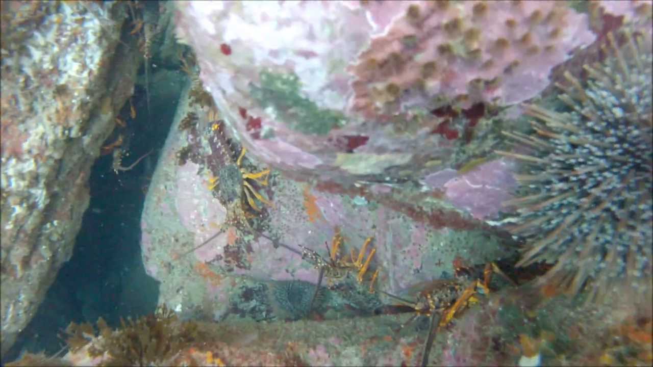 Crayfish slay freediving around Tairua,Coromandel,NZ
