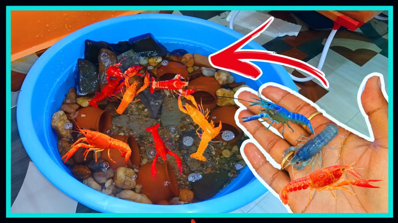 Finally मेरे Crayfish आ गए 😍😍 || New देसी DIY Crayfish Pond