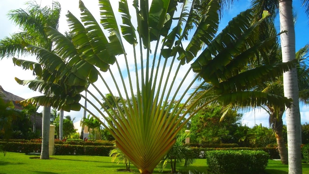 Traveler's Palm Tree (Ravenala madagascariensis)