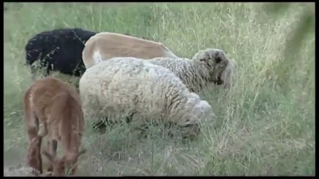 Gianni Berna - Maridiana Alpaca