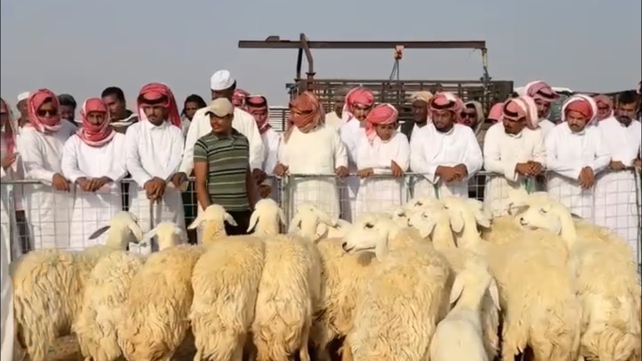 مزاد على غنم صنف بسوق السبت الصباح بنقطة البيع بالقرشيات شمال الطائف ١٤٤٦/٢/١٣هـ