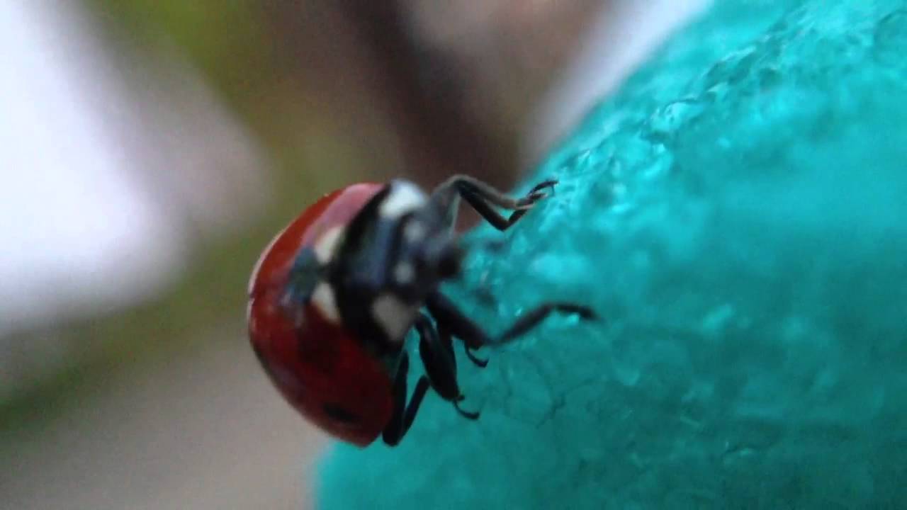 Ladybug macro