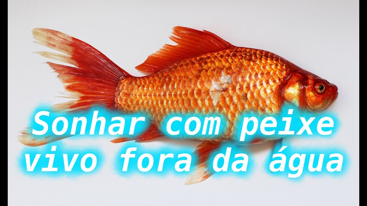 Sonhar com peixe vivo fora da &aacute;gua