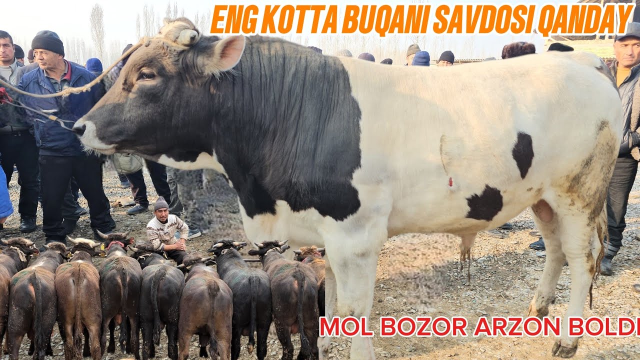 BUGUN DAXSHAT YOSH KOCHAT NOVVOSLAR VA BOQMA BUQALAR ARZON BOLDI