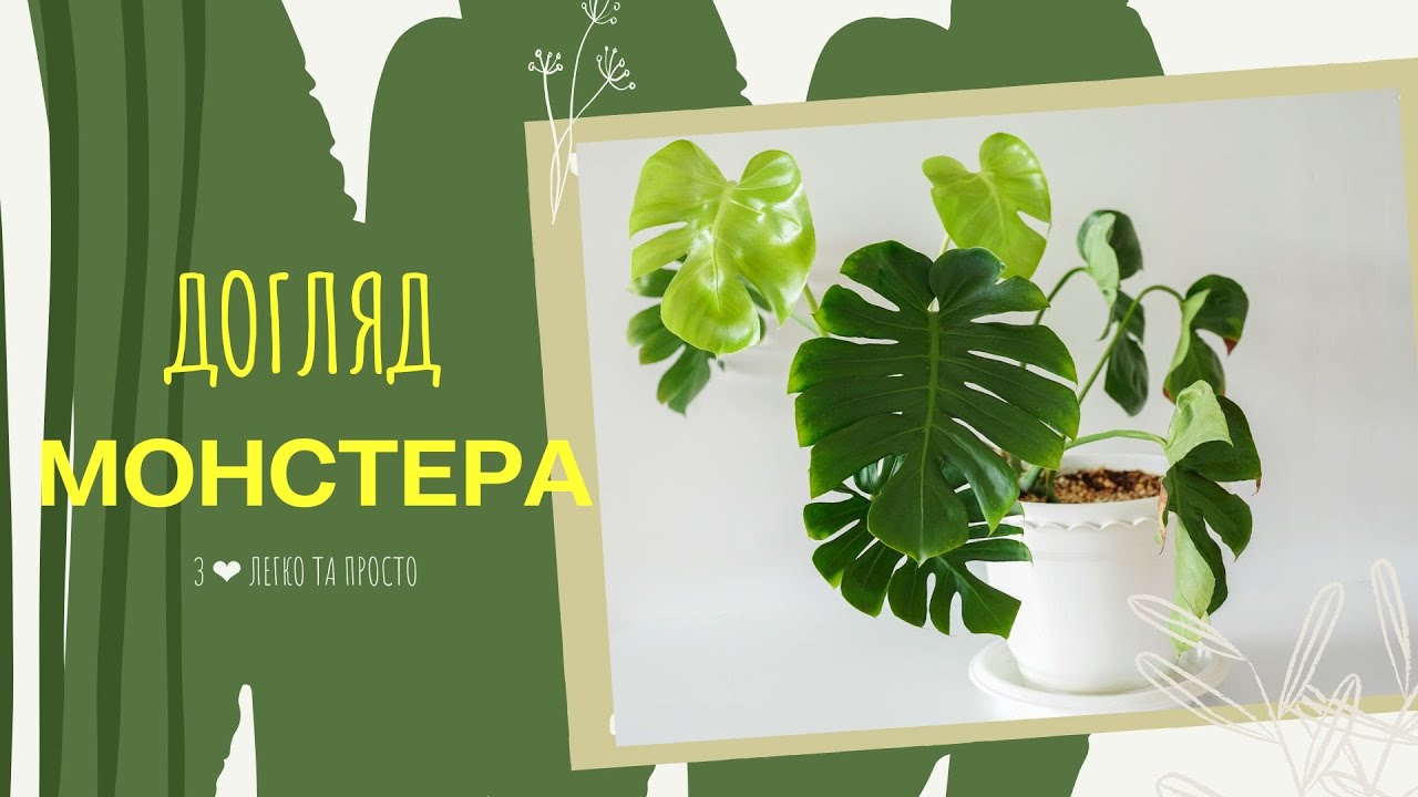 МОНСТЕРА 🌿 як доглядати 🌿🌿