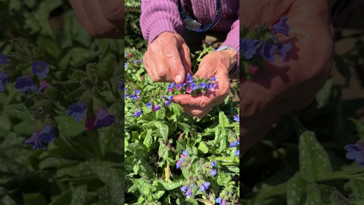 Pulmonaria 'Trevi Fountain' a deer resistant spring perennial for shade #springflowers