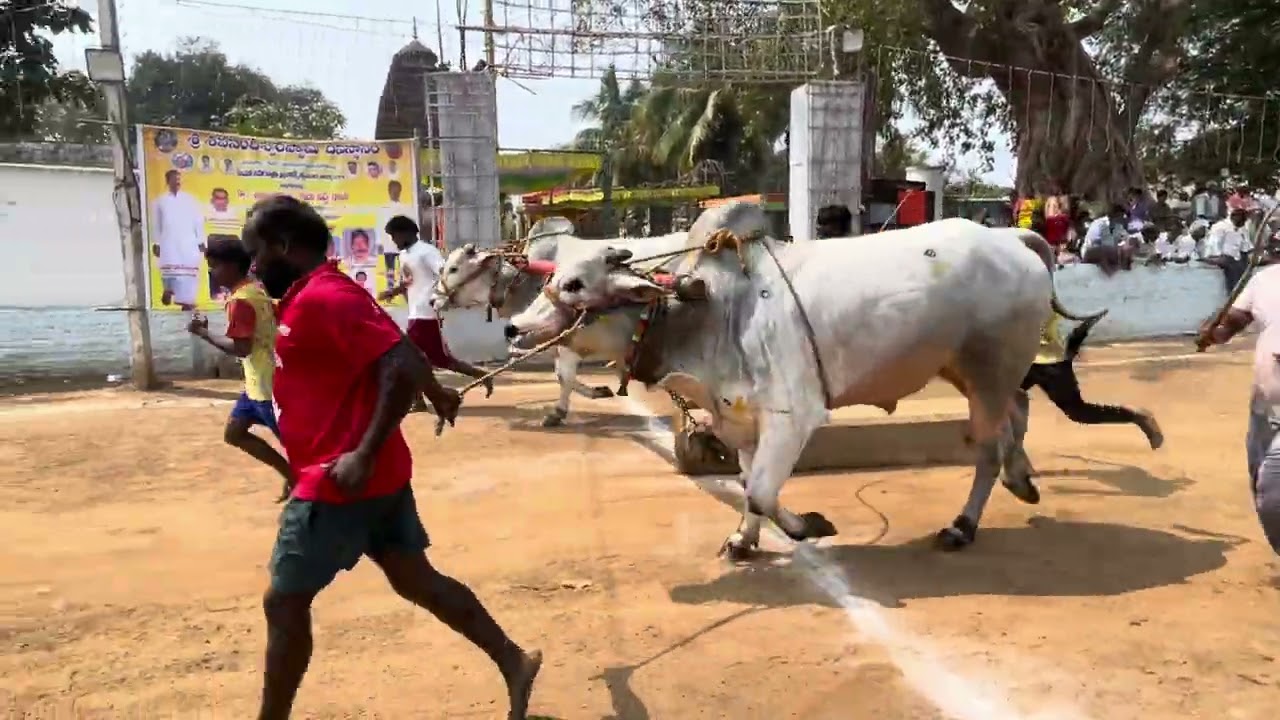Beerambulls (Samba 2.0 & jr.dharma)got 1st place at kanumakalva 6teeth race 2026
