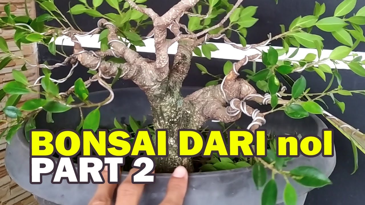 PERJALANAN BONSAI BERINGIN KIMENG UPDATE 5 PART 2