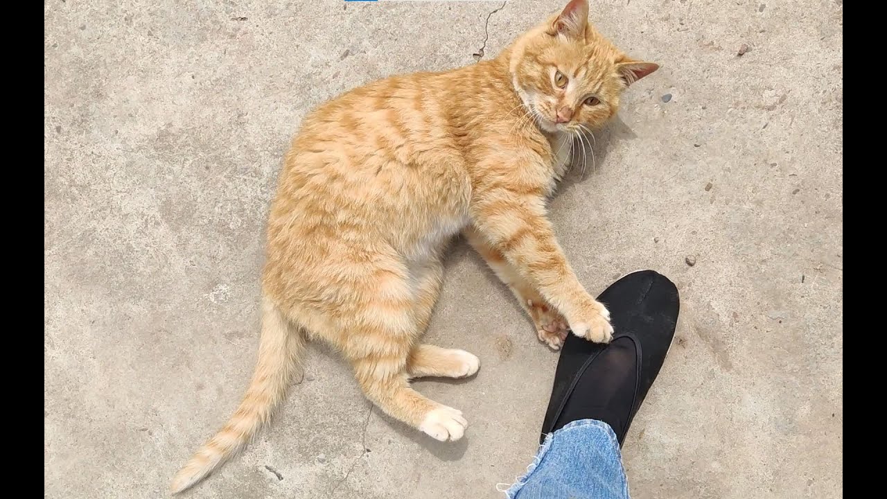 给大家介绍一位，一抓耗子就话痨的大橘！