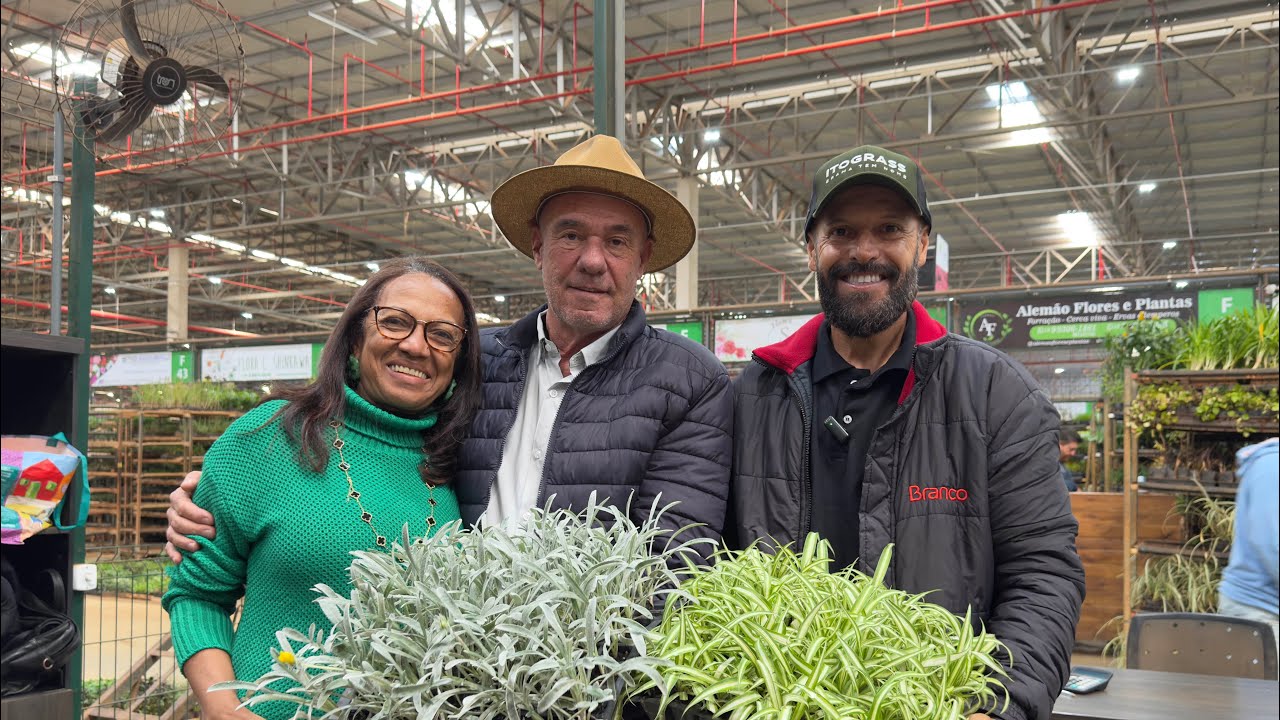 Gazania & Clorofito de sol - Samyr Mundo Jardinagem, Flora Cerri e Portal do Verde