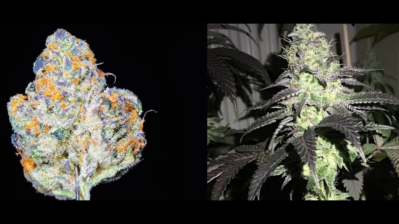 Do Z Do Pheno Finders vs Dosido Dispo Bag Seed